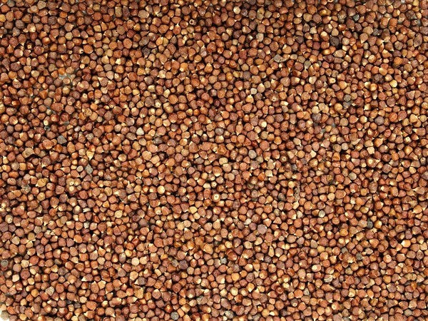 Guinejský pepř - semena rajčat - 100 g