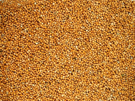 Celá bílá hořčice - 100 g