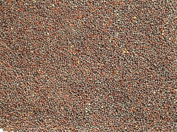Celá černá hořčice - 100 g