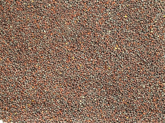 Celá černá hořčice - 100 g