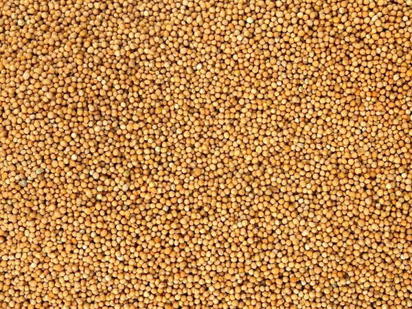 Bílá hořčice celá - 100 g